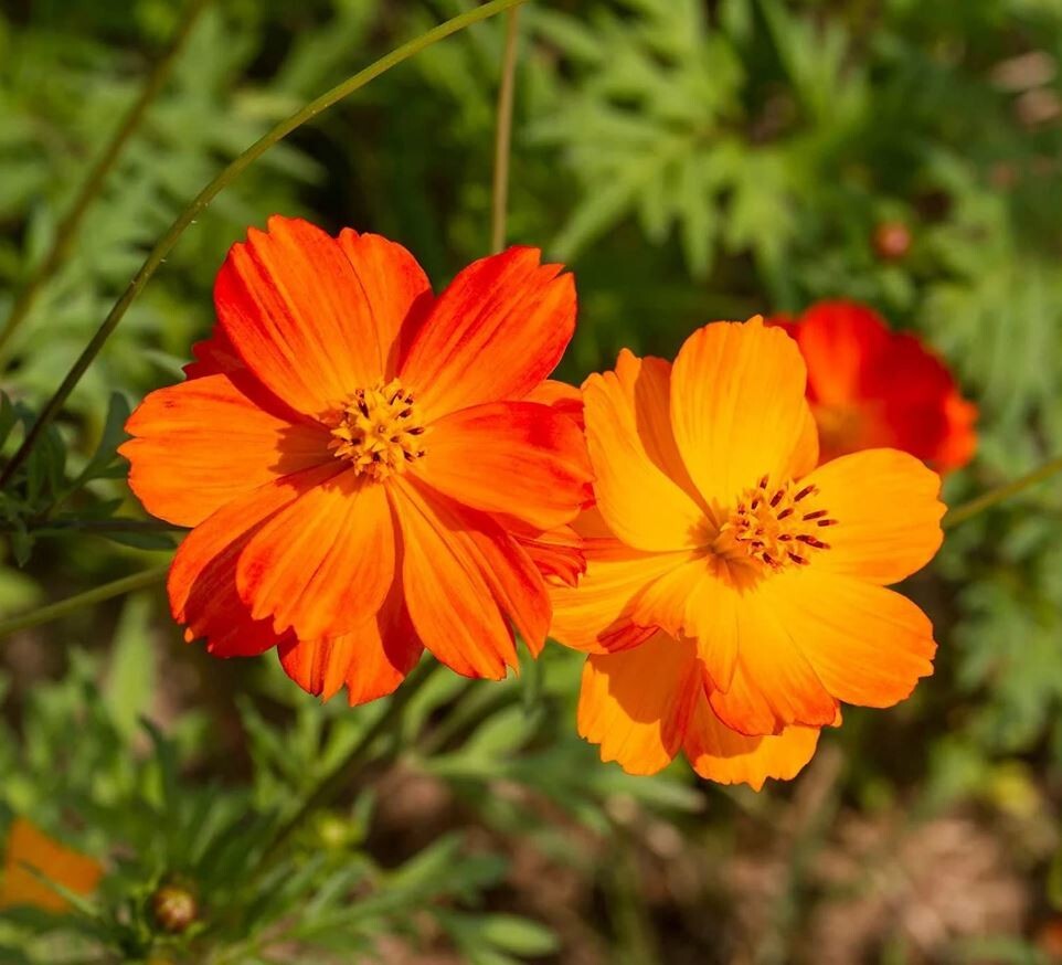 50+Seeds| Bright Lights Mix Sulphur Cosmos Seeds Seeds #L002
