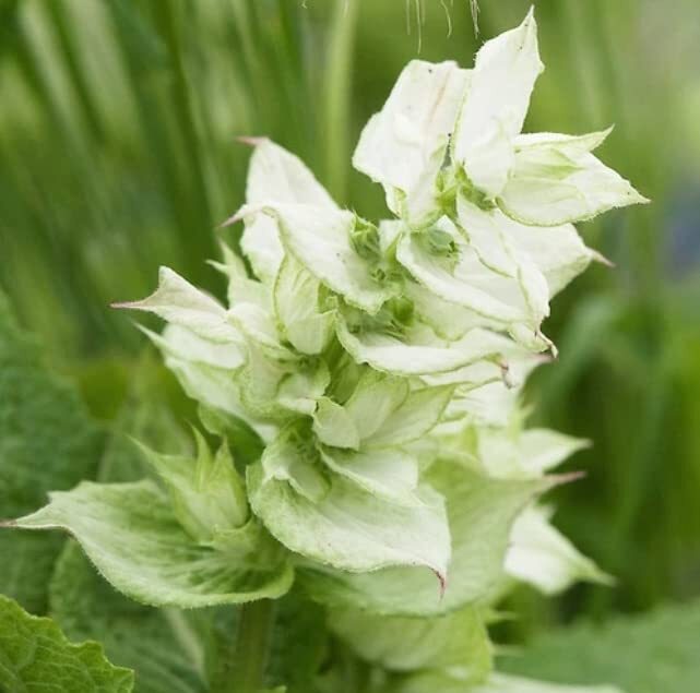 White Swan Clary Sage Flower Seeds for Planting (100 Seeds)