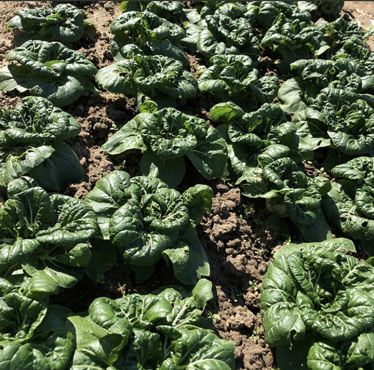 300+Nai bok choy dark green canton pak choi seeds300多粒奶油白菜 2023年新种子