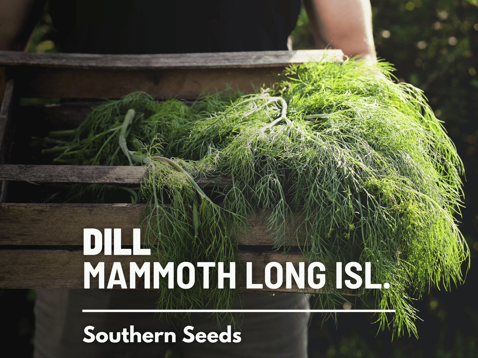 Dill, Mammoth Long Island – Heirloom Seeds – Culinary Herb – NonGMO