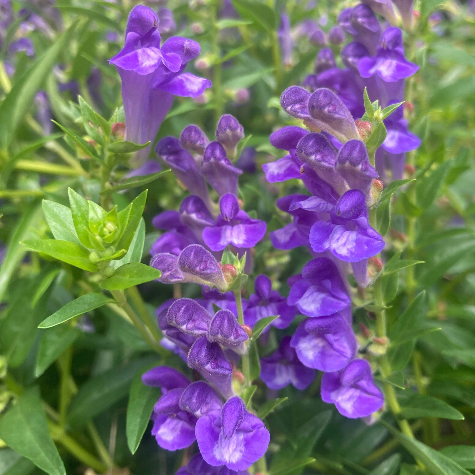 Baical Skullcap Seeds (Scutellaria baicalensis) ~Traditional Herb Flower Garden