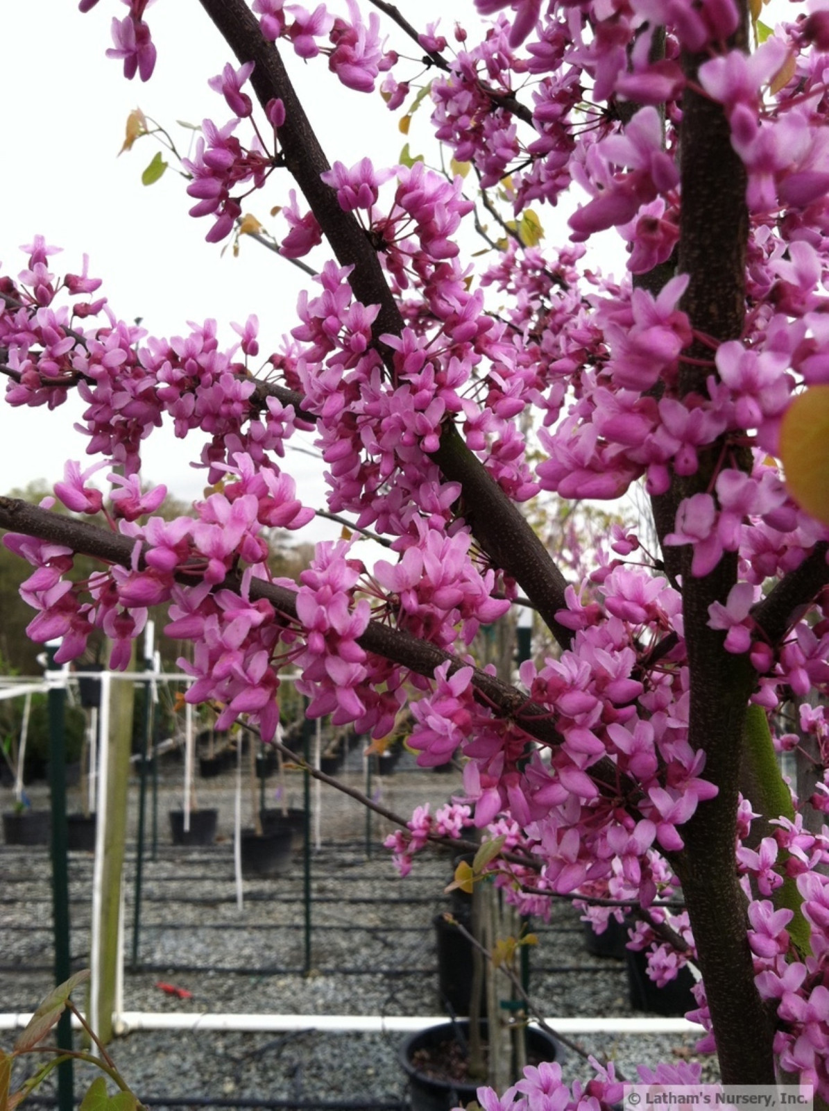 Eastern Redbud 24-36″ tall 2 year old tree (Cercis canadensis) plant