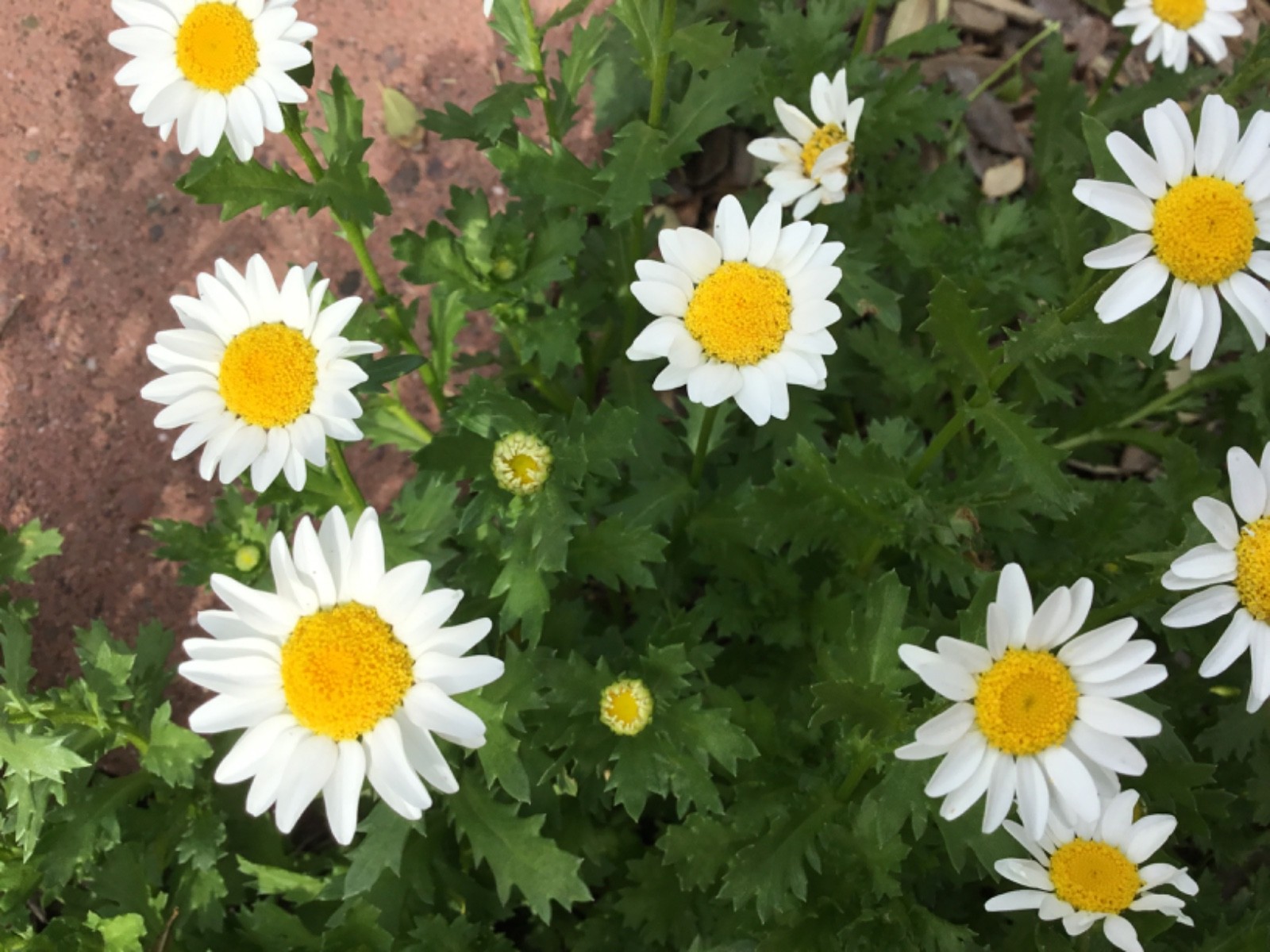 Dwarf Border or pot Daisy Seeds 100 great ground over or pots