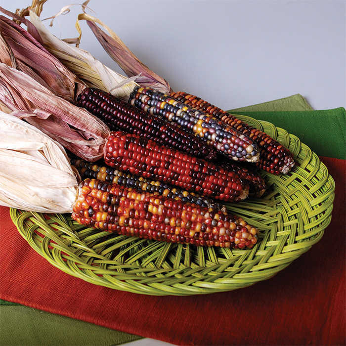 50+ FIESTA HYBRID ORNAMENTAL CORN SEEDS FRESH HARVEST FOR GARDENS