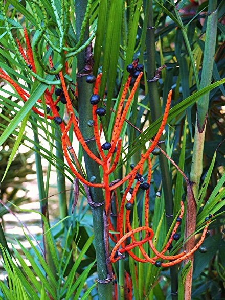 PALM BAMBOO 50 SEEDS CHAMAEDOREA SEIFRIZII INDOOR/OUTDOOR EXOTIC PLANT ORANGE