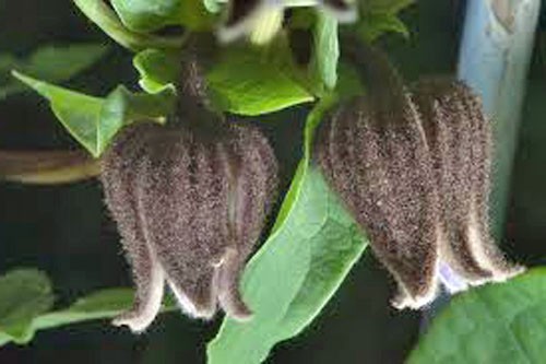 Clematis fusca | Brown Clematis | RARE | 5 Seeds