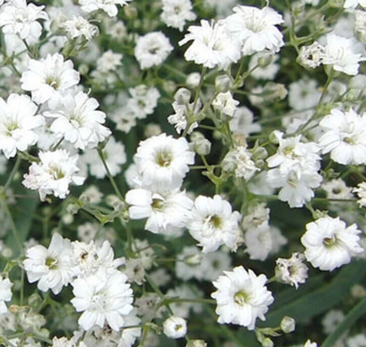 BABY’S BREATH FLOWER SEEDS 2000+ annual DWARF white WILDFLOWER garden FREE SHIP