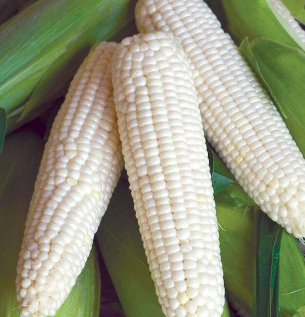 1000+ Truckers Favorite White Corn – Non GMO – Heirloom – Organic – FRESH