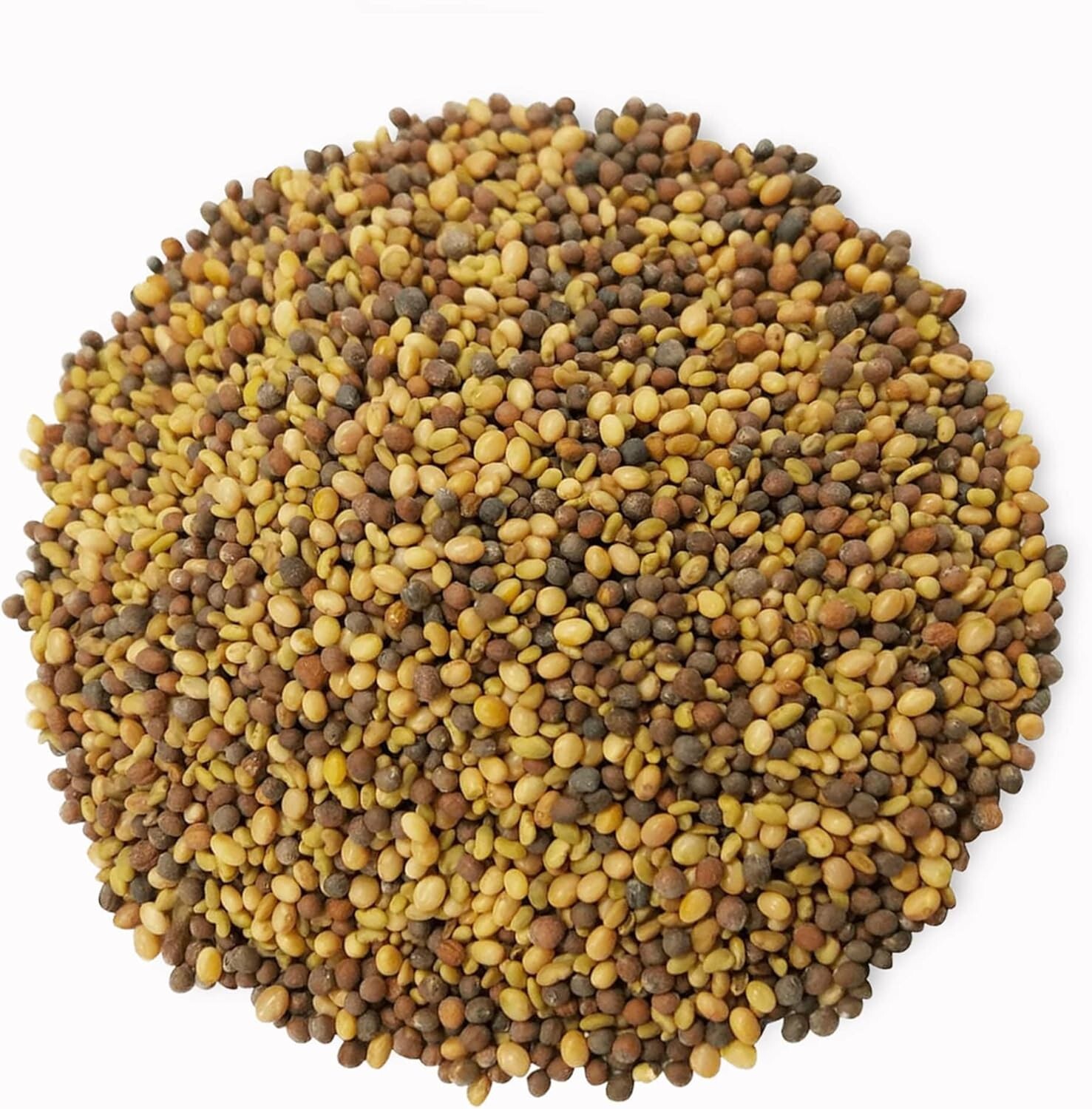 Organic Antioxidant Mix of Sprouting Seeds, 5 Pounds — Non-GMO Broccoli, Alfa…