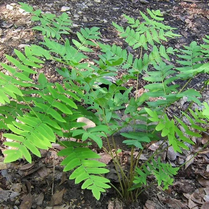 Royal Fern (Osmunda Regalis) 3.5 in pot