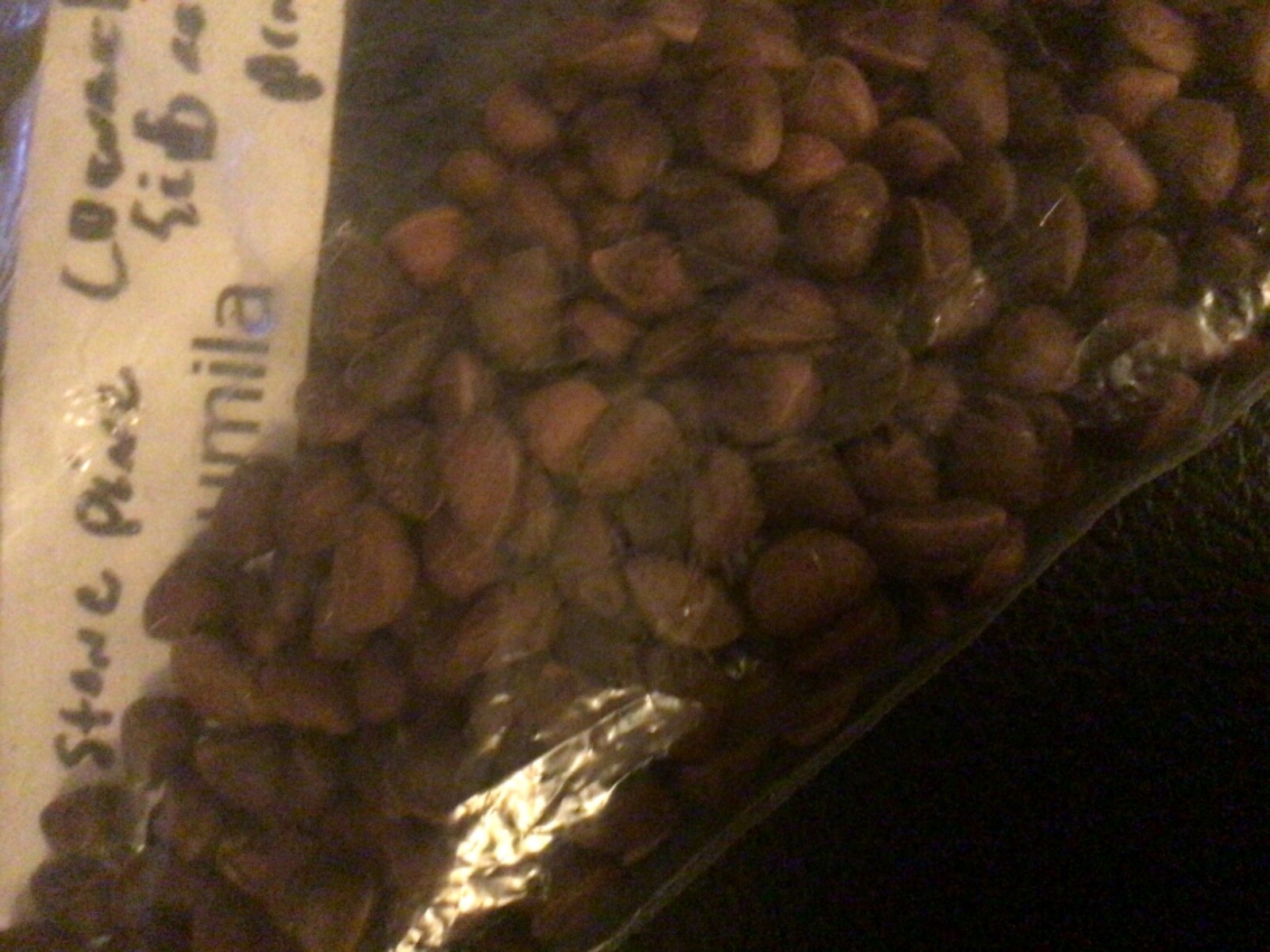 Japanese Black Pine Tree Seeds