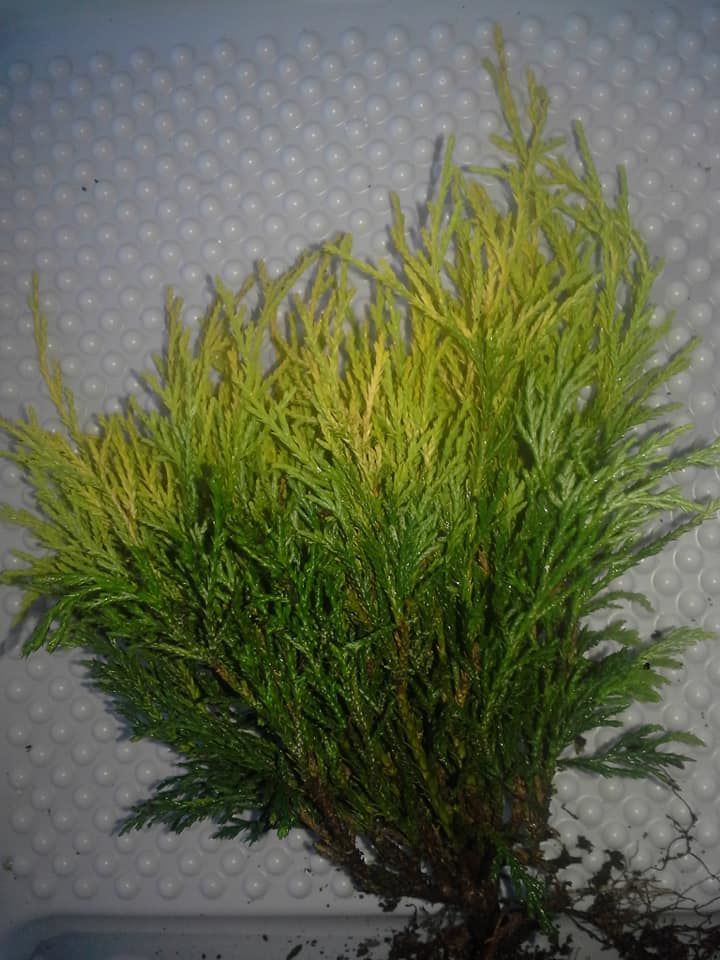 11″-17″ Gold Thread Cypress Chamaecyparis pisifera ‘Filifera Aurea’ Shrub Fall