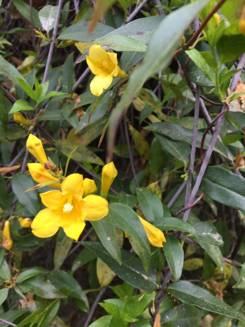 Carolina Yellow Jasmine Perennial Vine 50 + Seeds * Real Southern Jasmine * USA