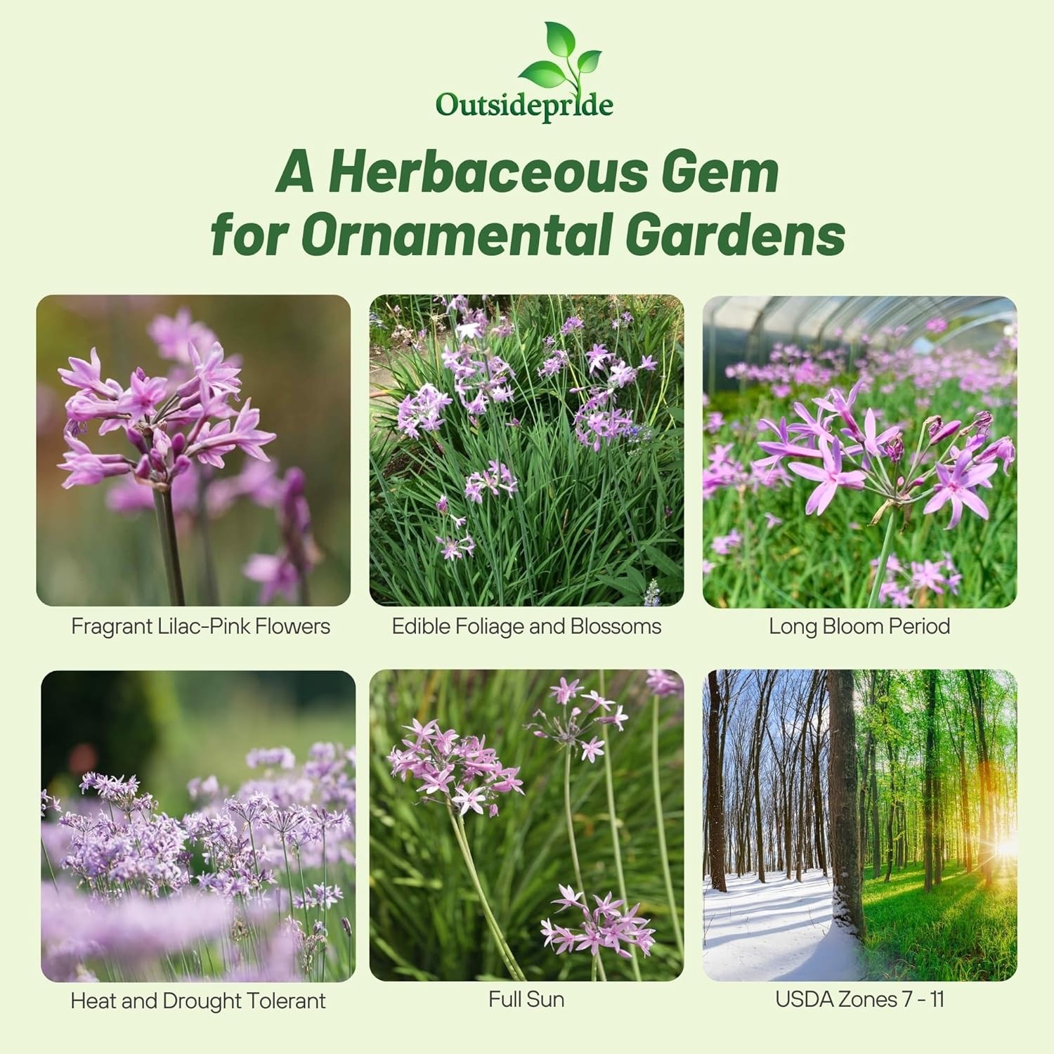 50 Seeds Society Garlic Seeds – Tulbaghia Violacea Silver Lace Flower Seed