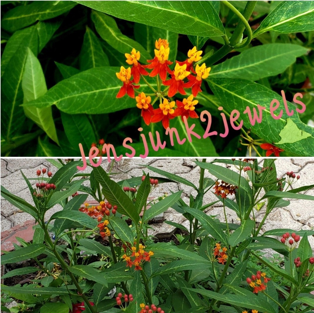 5 PASSION FLOWER Hybrid Passion FRUIT Passiflora Incarnata Vine Seeds