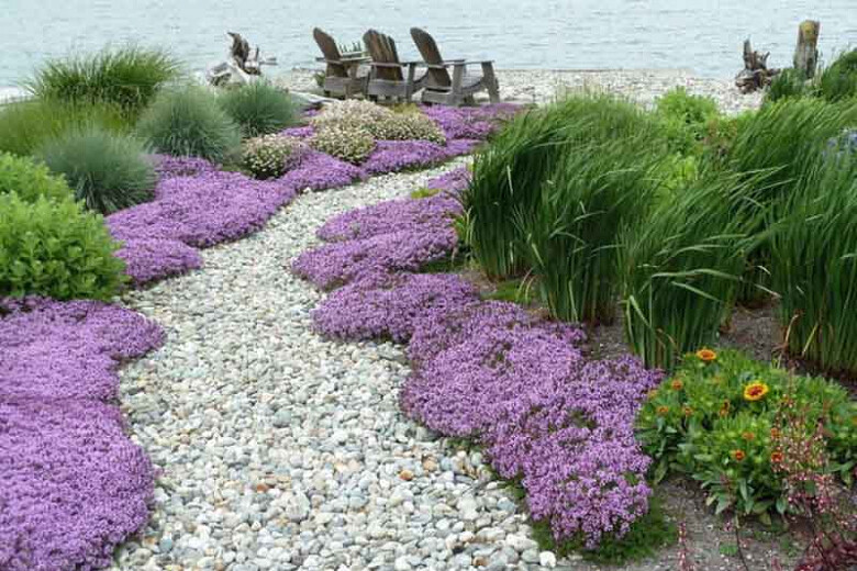 Creeping Thyme 4000 Seeds | Purple Groundcover Herb Lawn Drought Arid Perennial