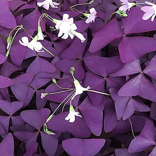 16 Bulbs – Purple Shamrocks Lucky Lovely Flowers Bulbs for Planting Oxalis Trian