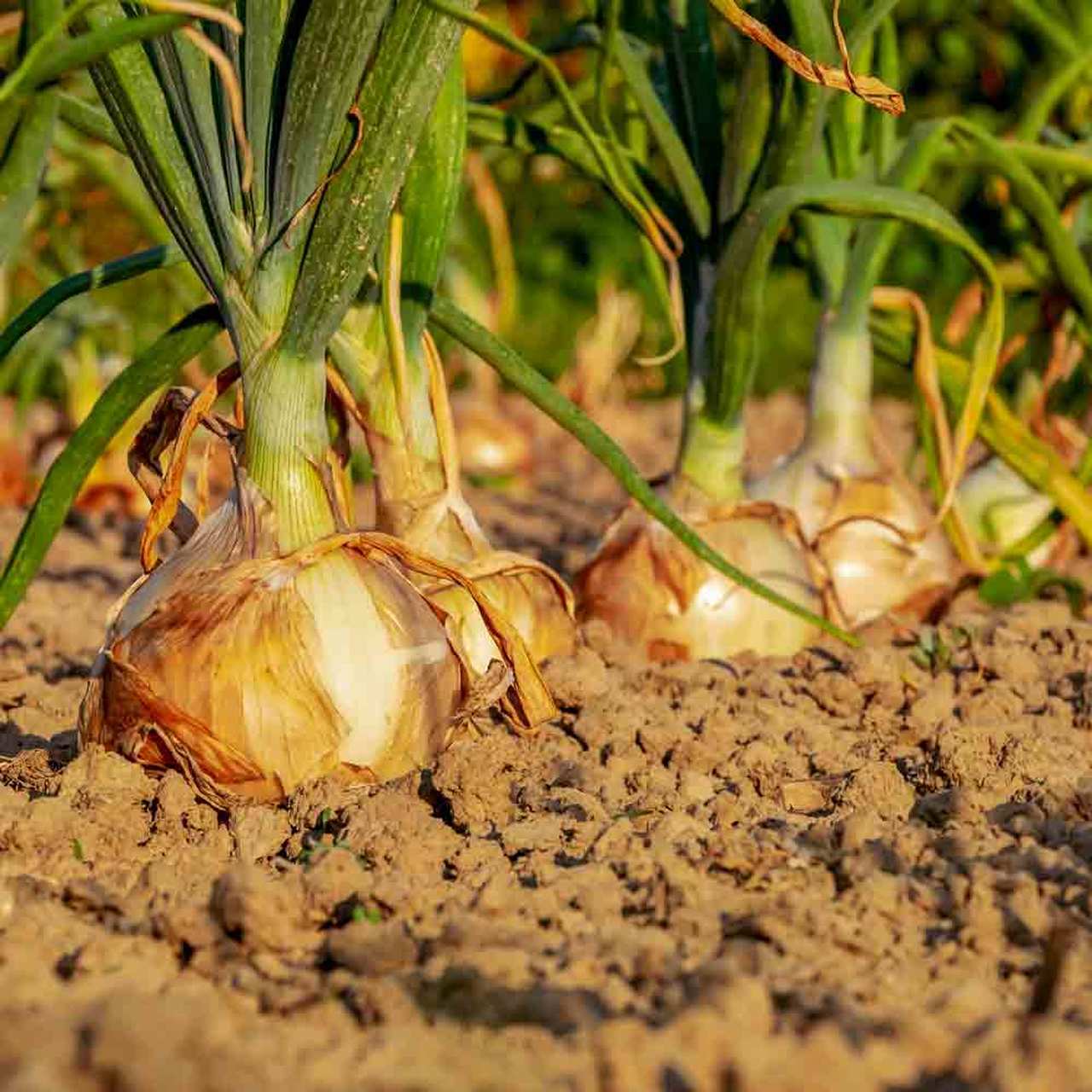 Yellow Sweet Spanish Onion Seeds | Long Day Garden Vegetable Scallion Seed 2024