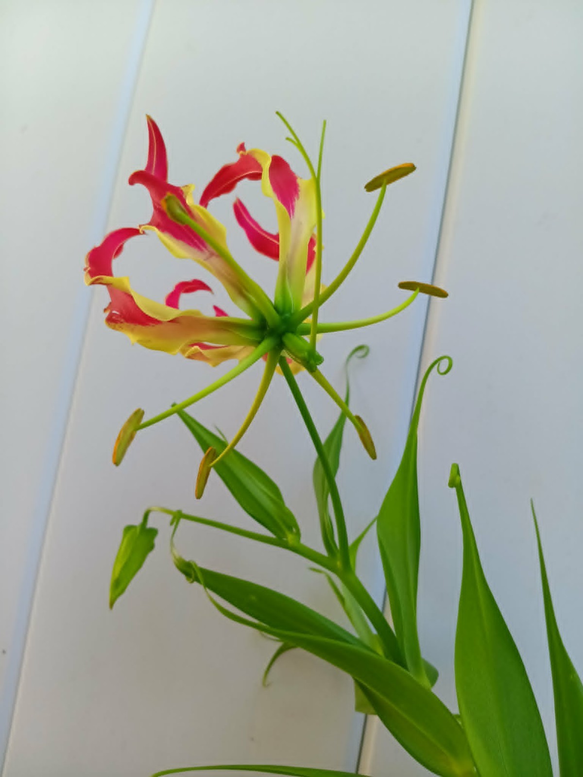Gloriosa Lily Starter Live Plant 4 inch pot