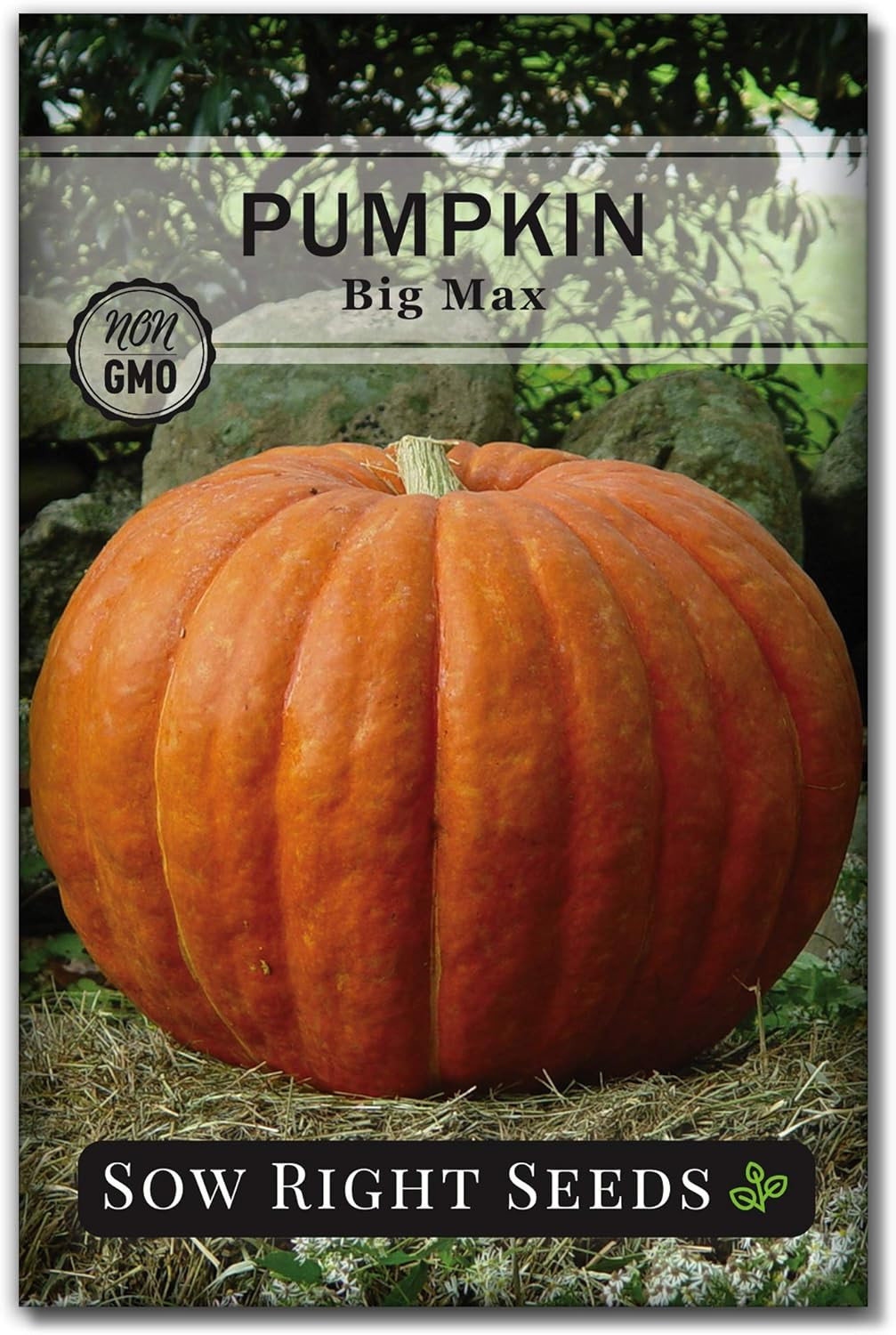 – Big Max Pumpkin Seeds for Planting – Non-Gmo Heirloom Packet with Instructions