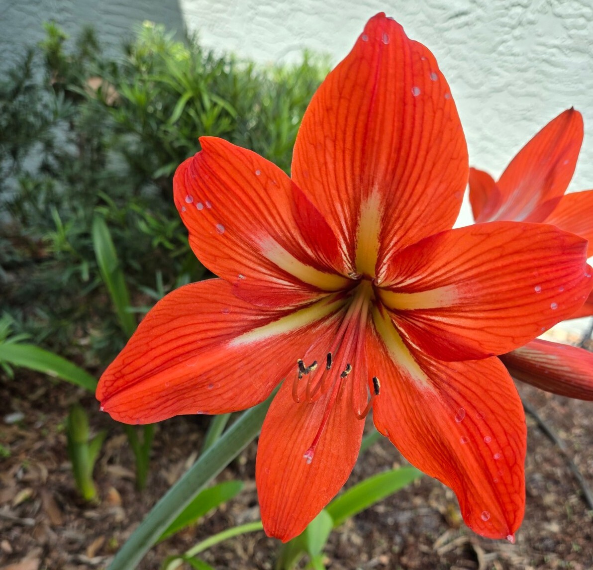 4 Amaryllis Bulb Red And White And Red