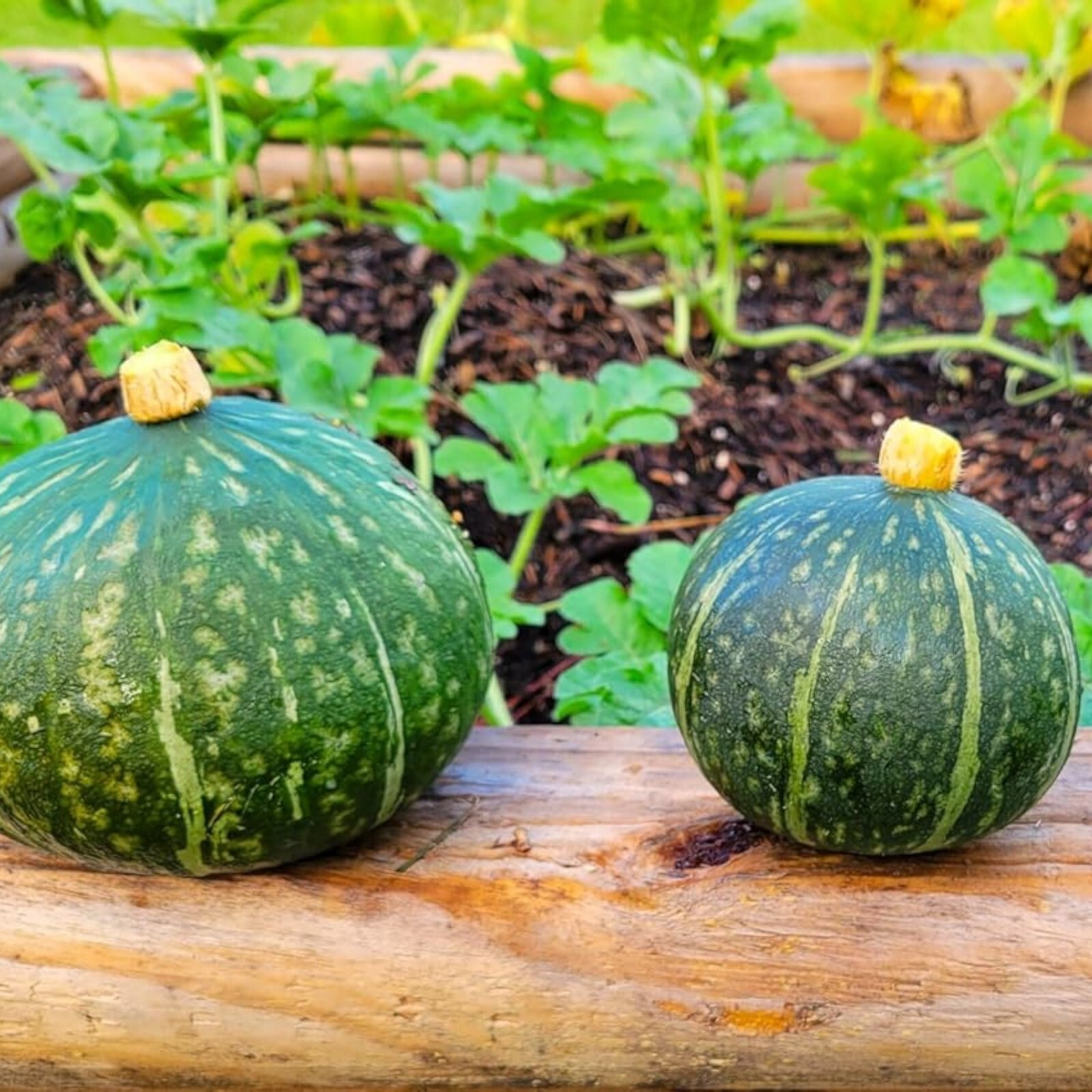 15pcs Kabocha Squash Seeds Japanese Green Pumpkin Variety for Outdoor Vegetable
