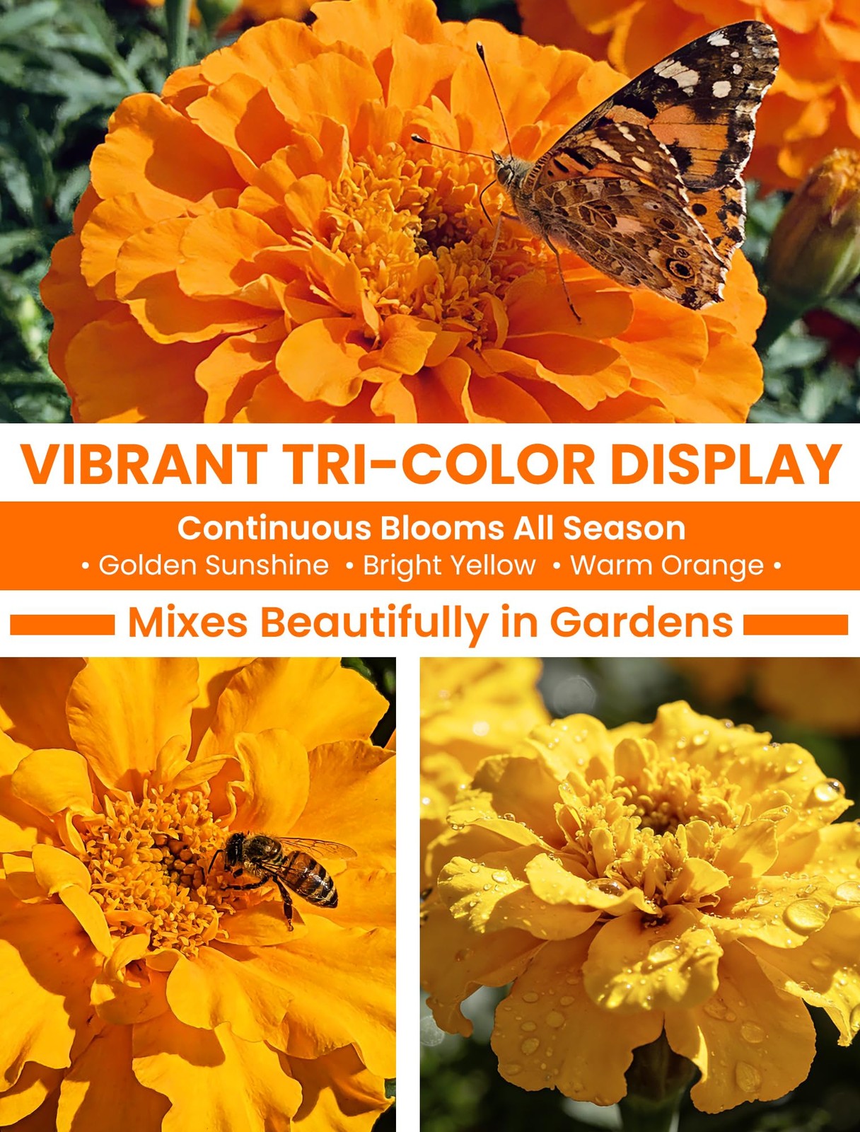 French Marigold Seeds Heirloom Petite TriColor Mix Vibrant Yellow/Orange Bl…