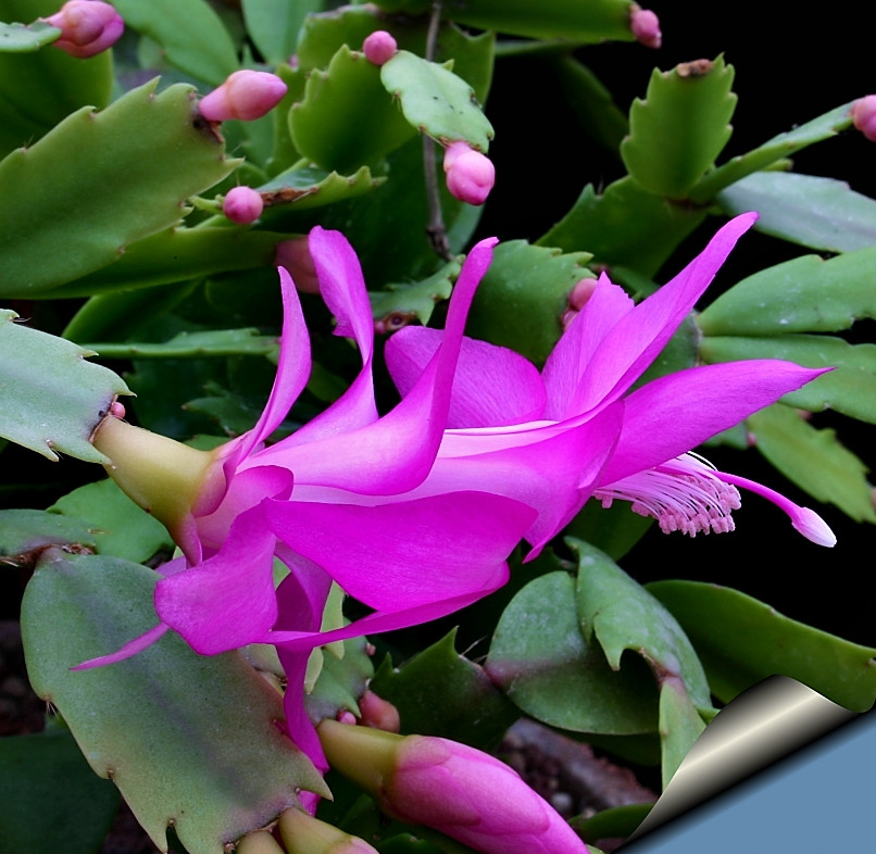 Purple Christmas Cactus – 4-6″ tall – 2 Plant in 3″ Pot – Schlumbergera