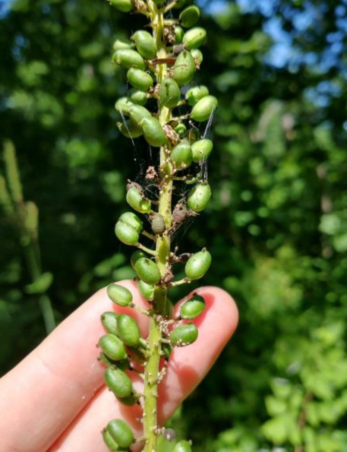 20 Live Black Cohosh Bulbs – No Ship to AK, HI & P.R.