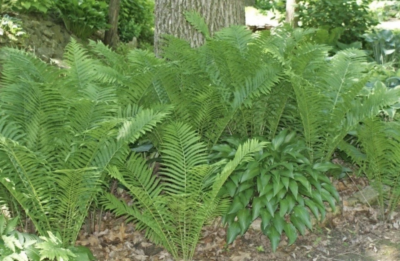 1 Ostrich Fern WOODLAND GARDEN Bareroot