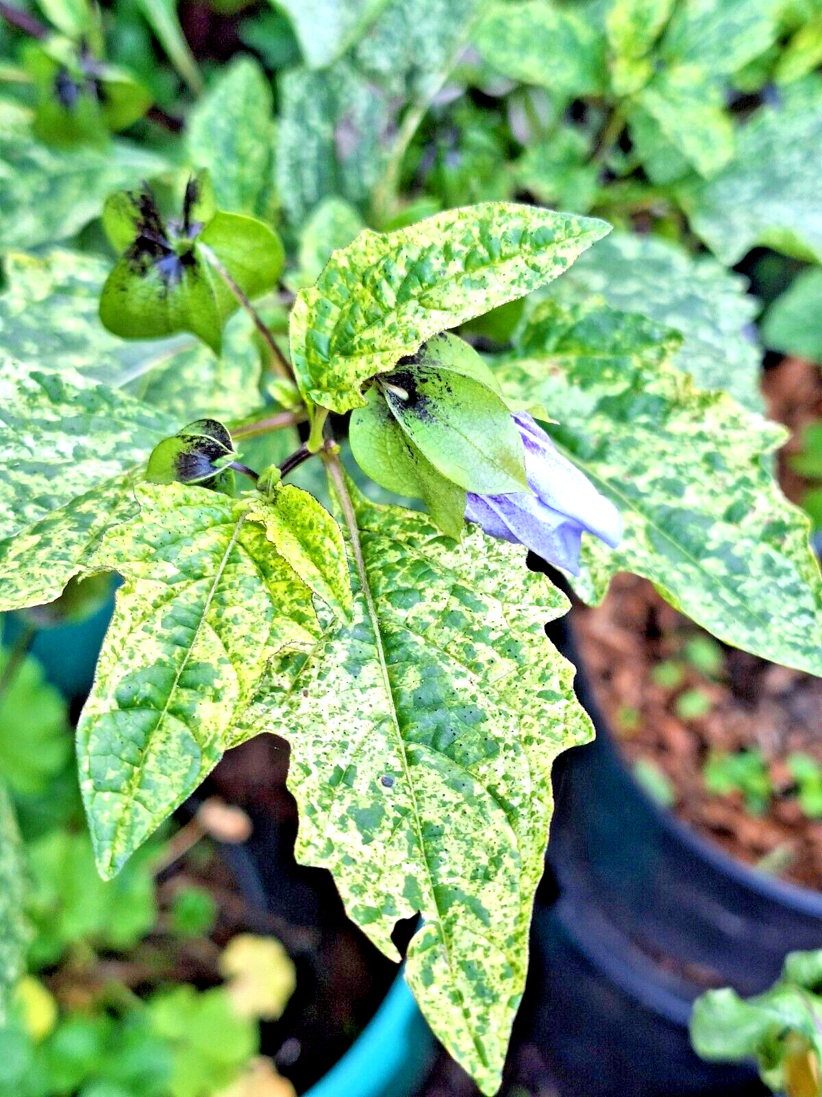 NICANDRA SPLASH OF CREAM 75 SEEDS, SHOO-FLY PLANT, NICANDRA PHSALODES VAR.