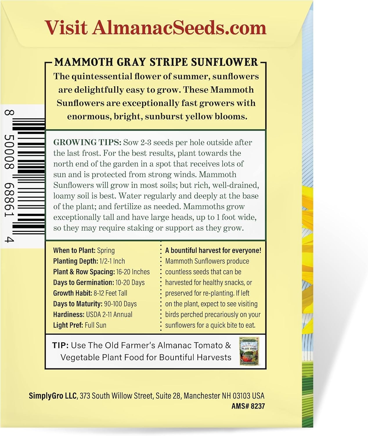 80 Count Mammoth Gray Stripe Sunflower Seeds – Grow 8ft Blooms This Spring