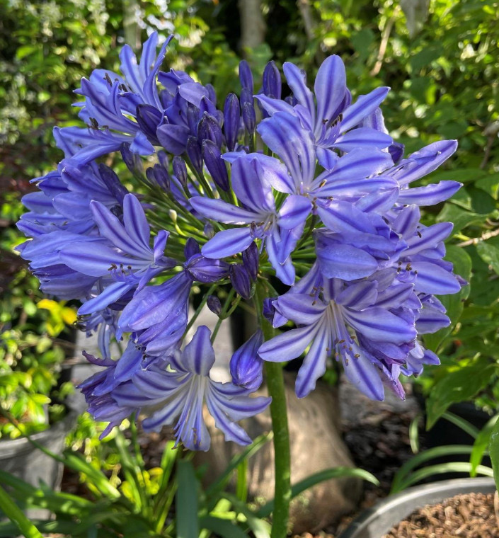 Agapanthus African Blue Plant – 3-6″ Tall – Blue Lily of the Nile for Gardens