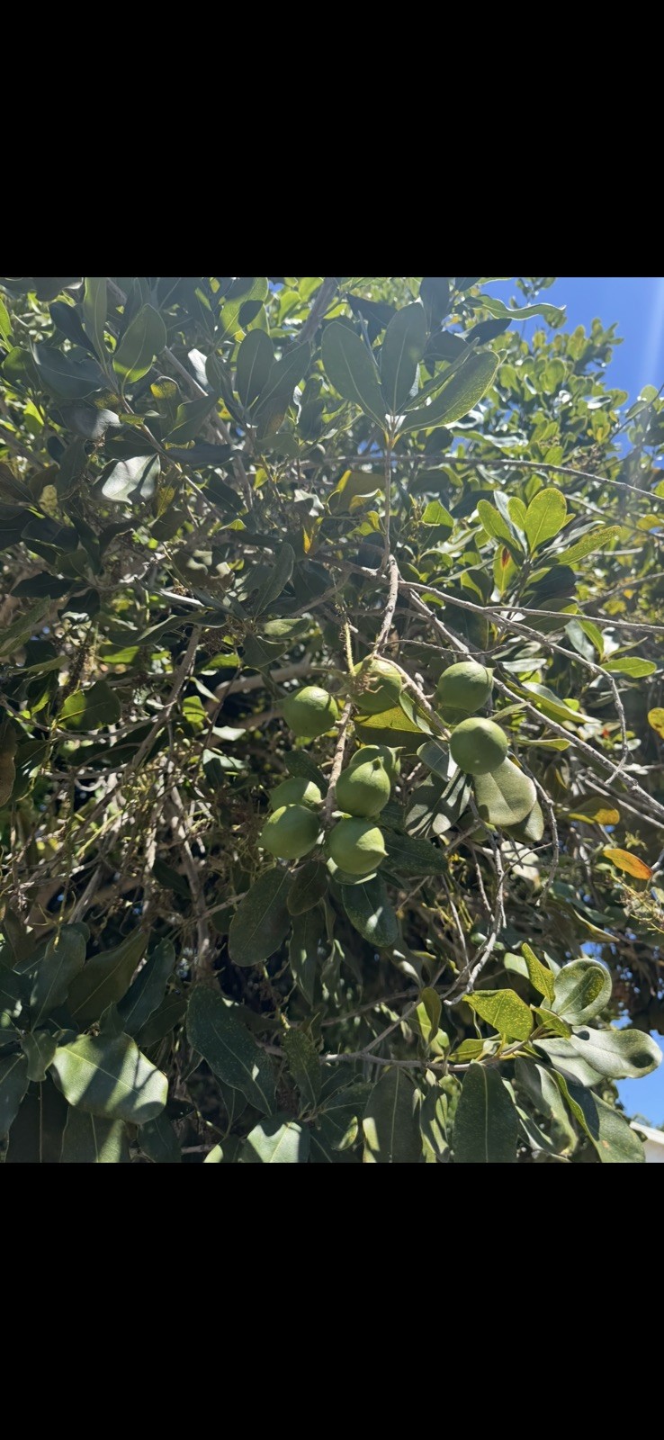 25 Macadamia Nut Tree Seeds – Macadamia integrifolia – Ships from San Diego USA