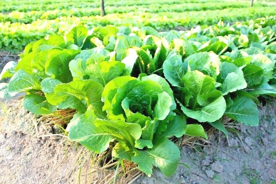 600+BIB BUTTERCRUNCH Lettuce Seeds Organic Vegetable Garden Container Fast Easy