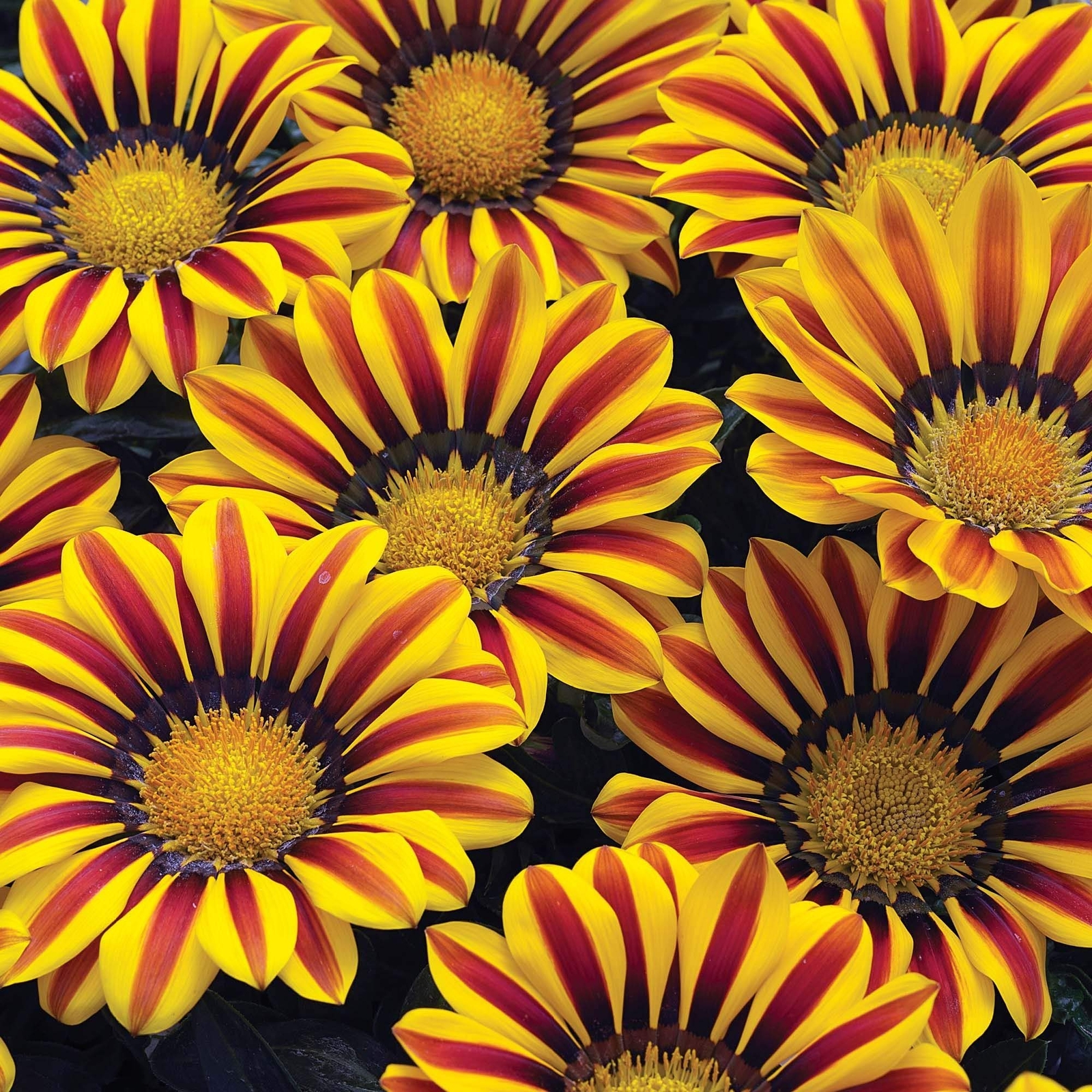 Exotic Gazania Flower Seeds – 100+ Seeds to Grow – Made in USA, Ships from Iowa