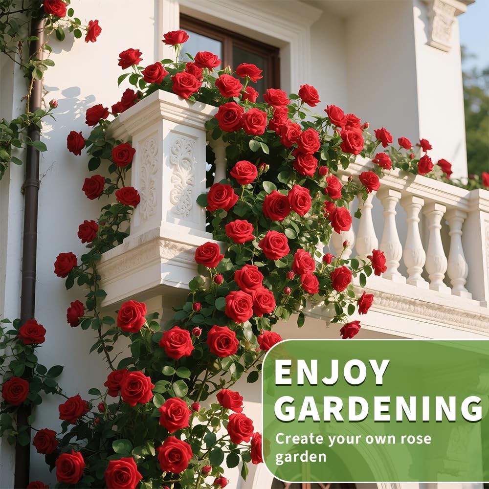200+ Red Climbing Rose Seeds for Planting Outdoors Ornamental Climbing Flower…