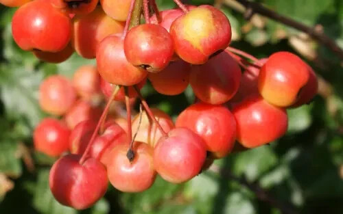 25+ Red Sentinel Crabapple Seeds for Garden Planting – USA – FREE SHIPPING!