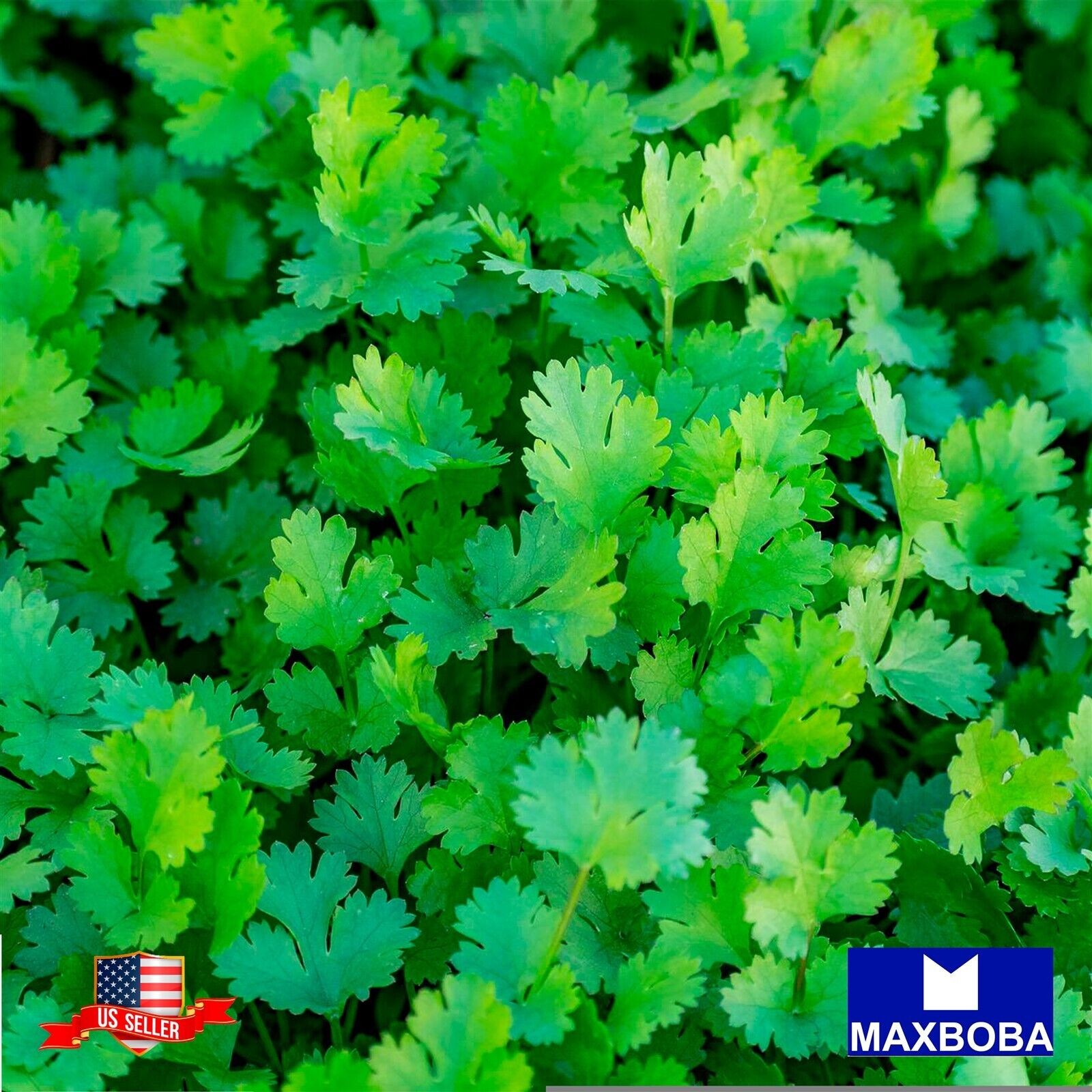 70 Slow Bolt (Organic) Cilantro Herb Seeds Non-GMO Heirloom