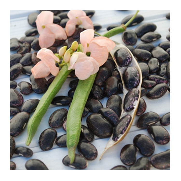 SUNSET RUNNER BEAN SEEDS, Heirloom, Edible & Ornamental, Peachy Pink Blossoms