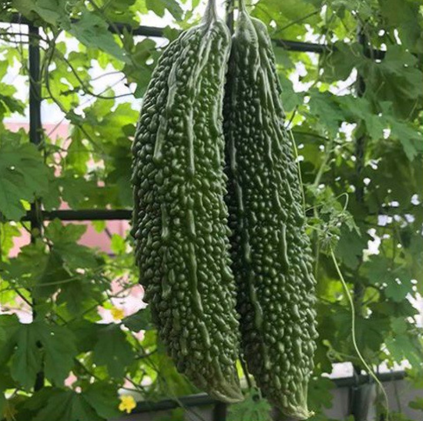 Hybrid Asian Bitter Gourd Seeds – Long Fruit Fat Type – 2g per Pack – Khổ Qua Mỡ