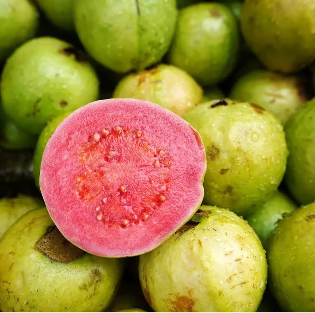30 Pink Guava Tree Seeds Tropical Strawberry Ruby Supreme Psidium guajava