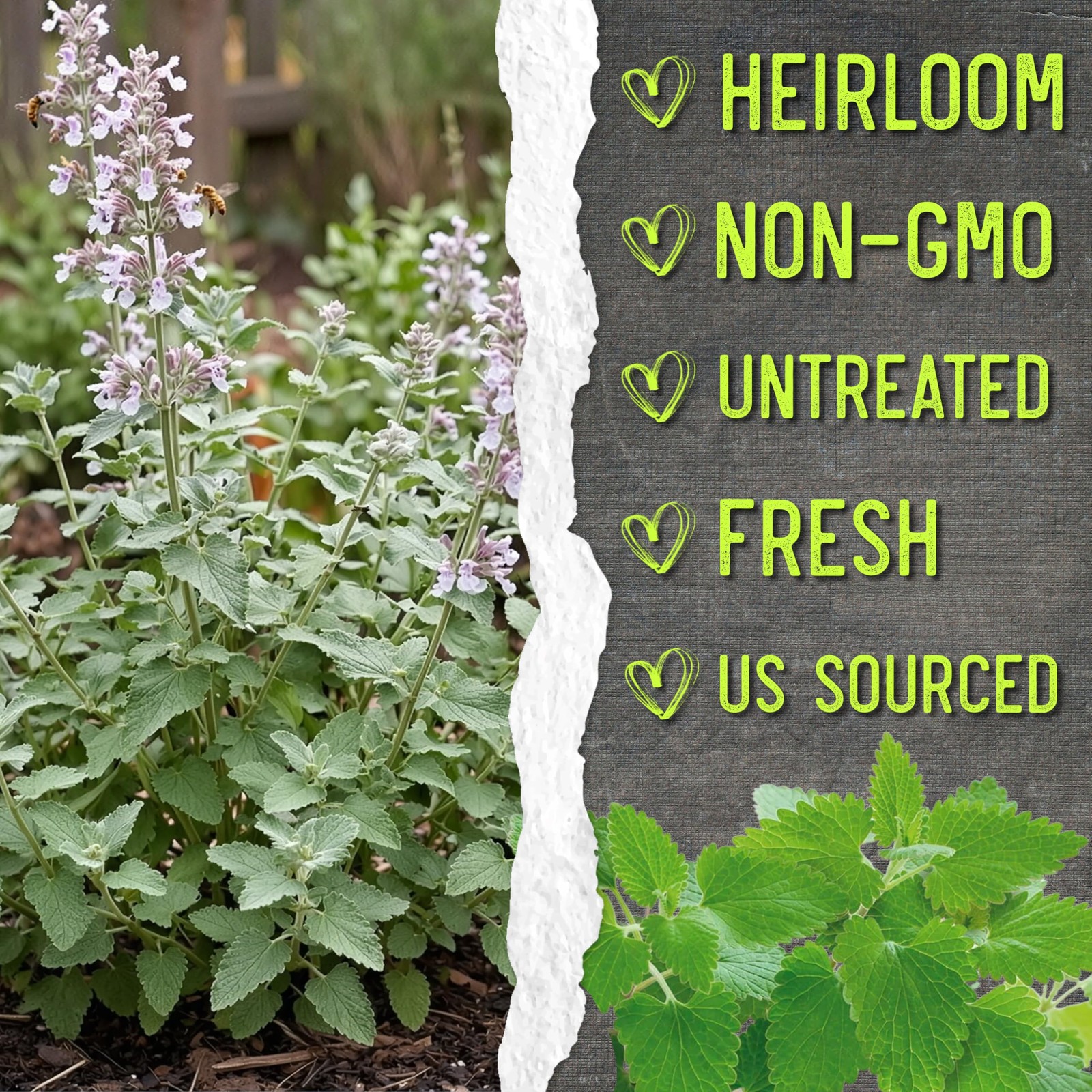 Catnip Seeds for Planting – Non-GMO Heirloom Herb Seed for Home Garden (5 Packs)