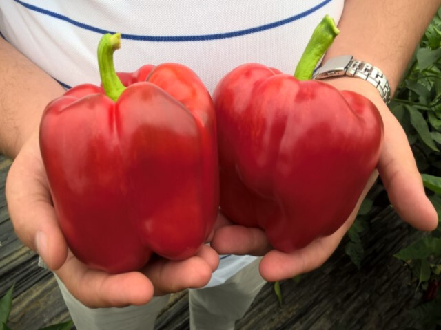 75ct California Wonder Bell Pepper Seeds – Organic NonGMO –