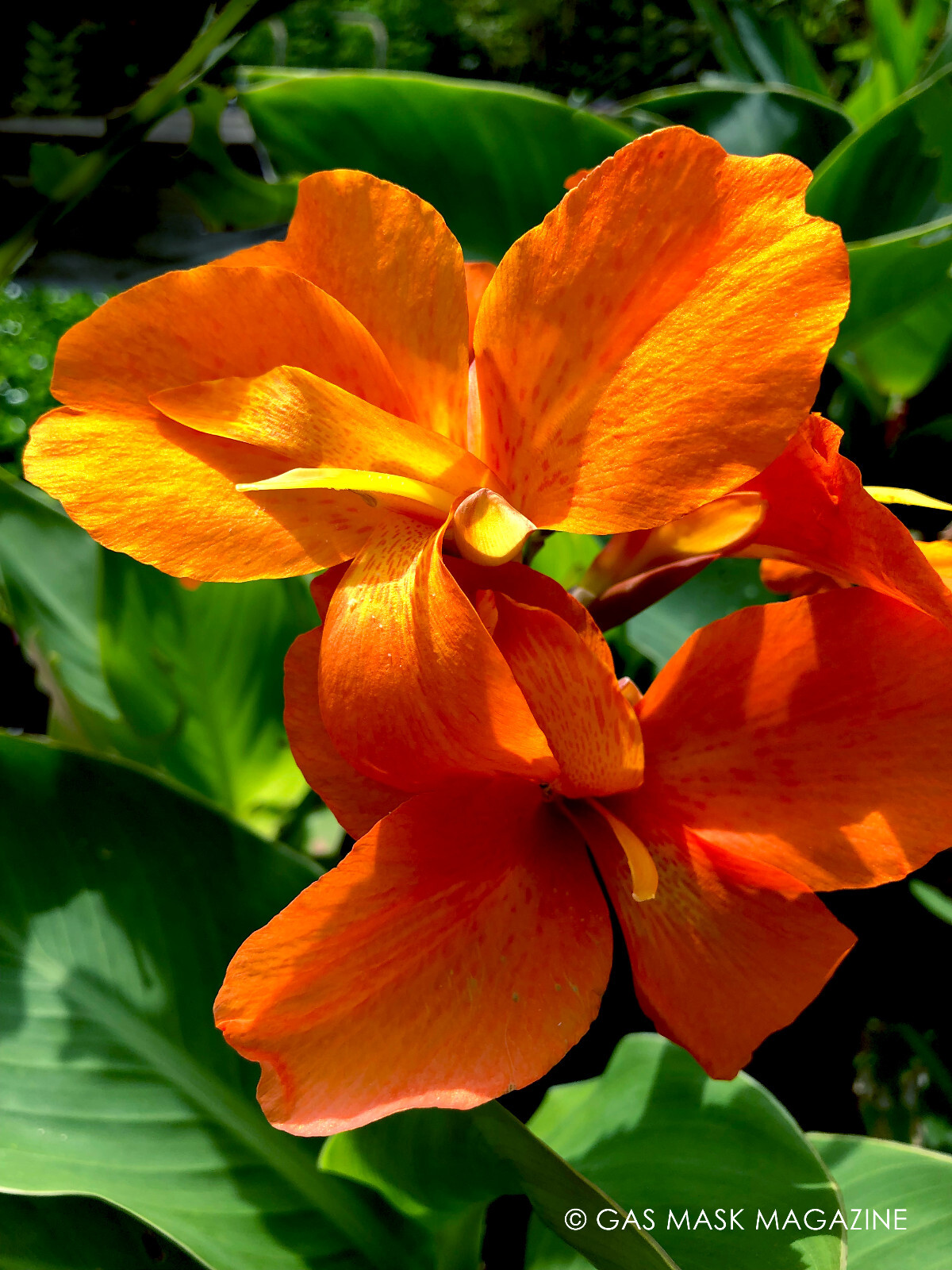 Orange Shades Cannova Canna Lily Live Plant Rhizome