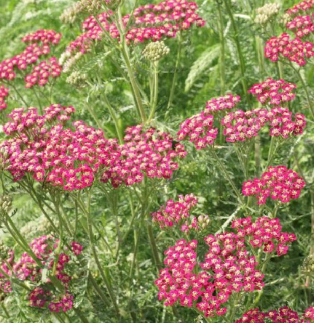 Yarrow SUNSET MIX Perennial Gold & Red Flowers Pollinators Non-GMO 1500 Seeds!