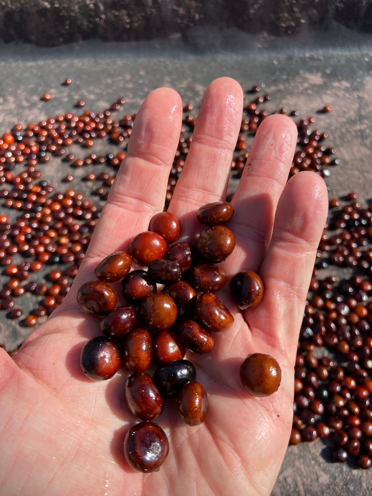 Sabal pumos (Royal Palmetto) Seeds! Very Rarely Offered!!!