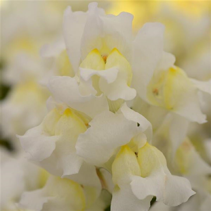 Snapdragon Seeds 50 Pelleted Seeds Snapdragon Snapshot White