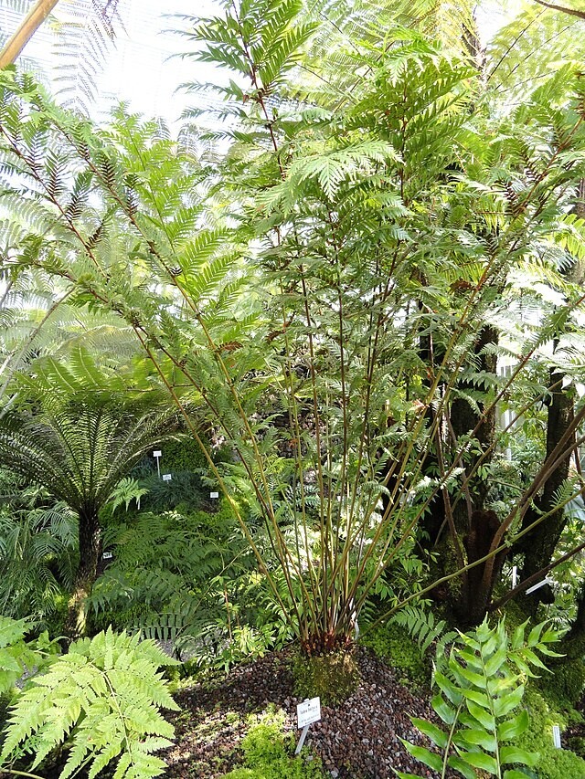 Todea barbara | King Fern | 100 Spores