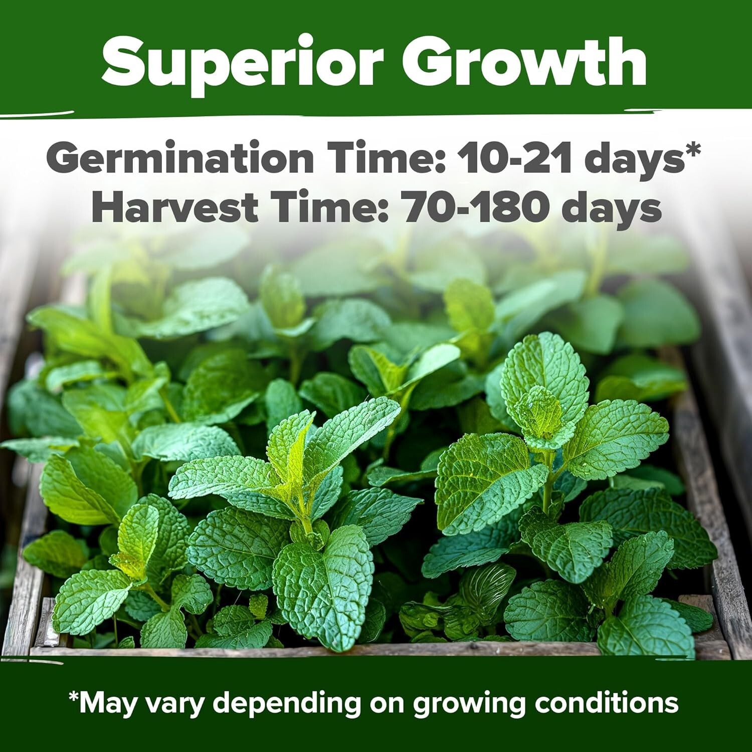 HOME GROWN Lemon Balm Seeds – 806 𝗡𝗢𝗡-𝗚𝗠𝗢 Heirloom Seeds for Planting